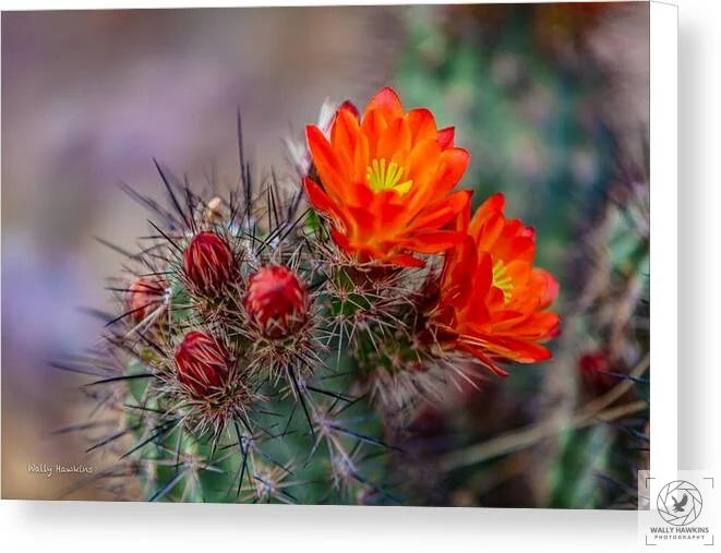 Orange Cactus Blossom - Canvas Print Pixels