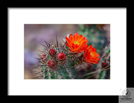 Orange Cactus Blossom - Framed Print Pixels