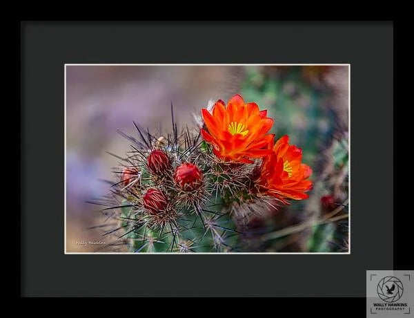 Orange Cactus Blossom - Framed Print Pixels