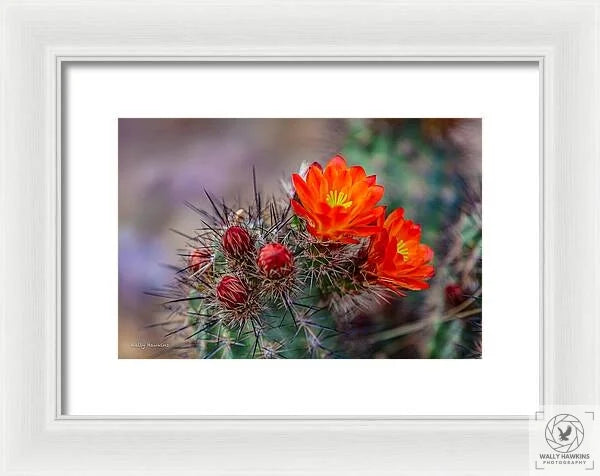 Orange Cactus Blossom - Framed Print Pixels