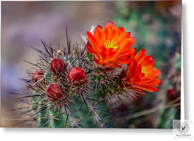 Orange Cactus Blossom - Greeting Card Pixels