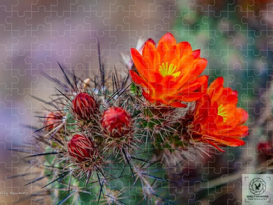 Orange Cactus Blossom - Puzzle Pixels