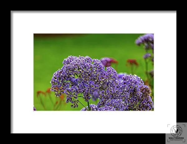 Perennial sea-lavender - Framed Print Pixels