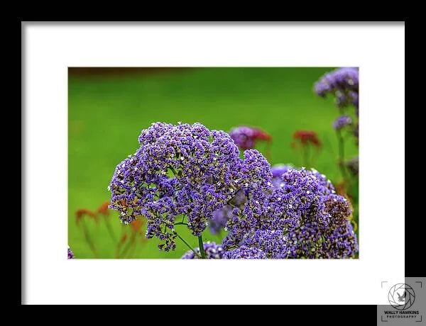 Perennial sea-lavender - Framed Print Pixels